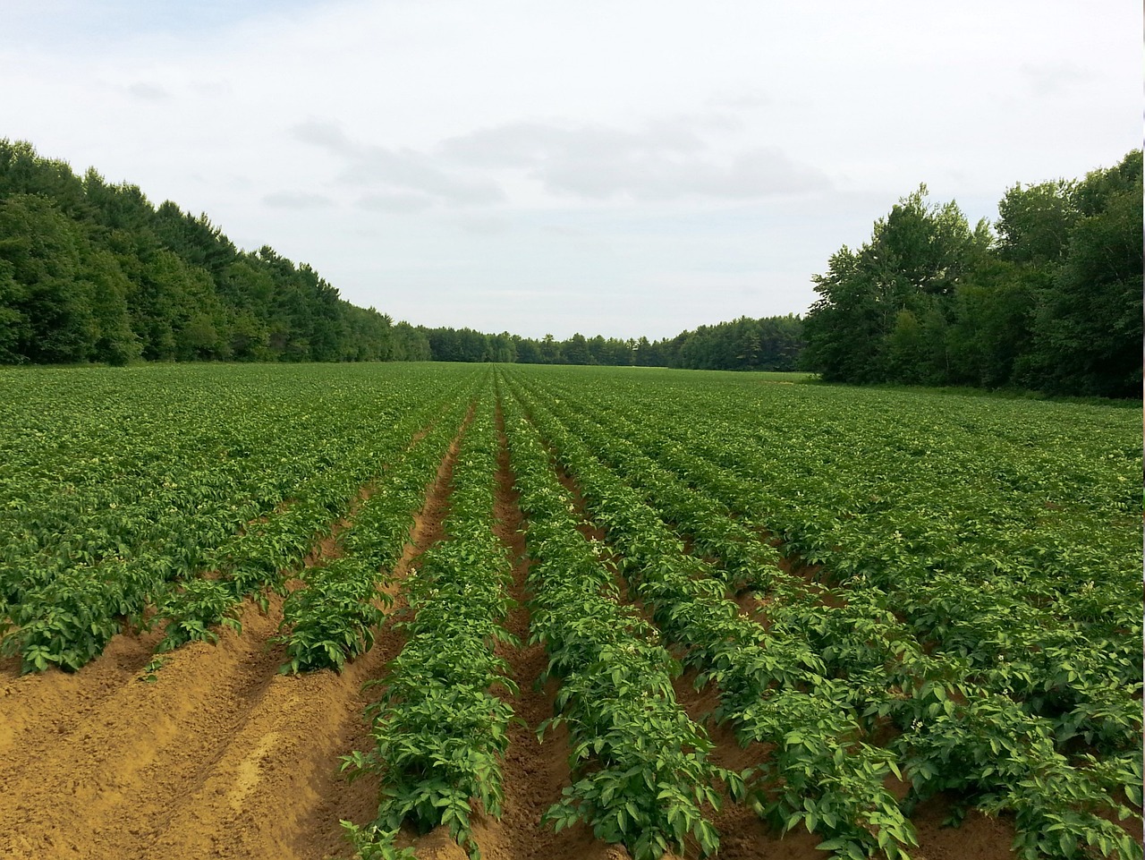 How to Transition to Climate-Smart Agriculture